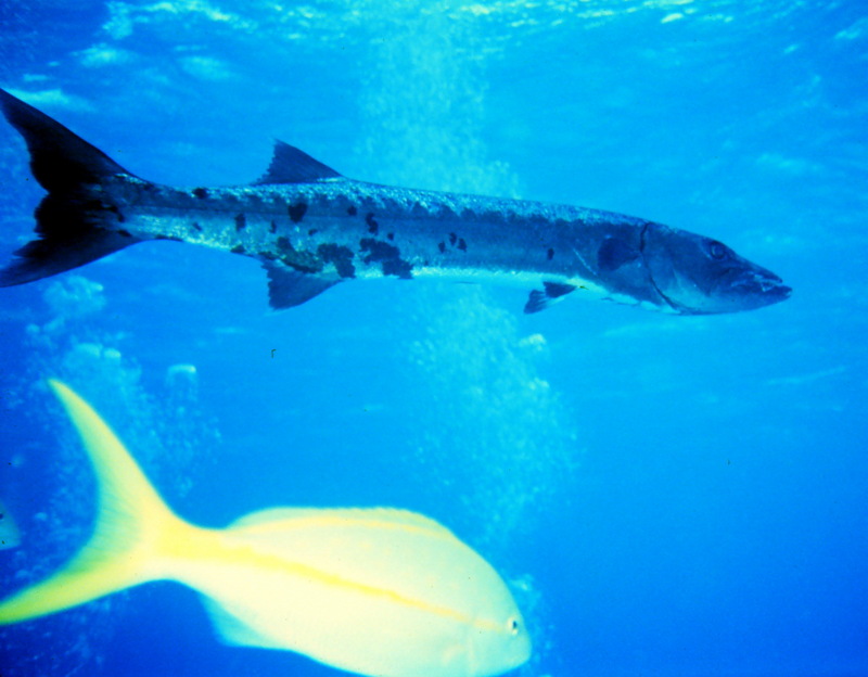 Great Barracuda (Sphyraena barracuda) {!-- 큰꼬치고기-->; DISPLAY FULL IMAGE.