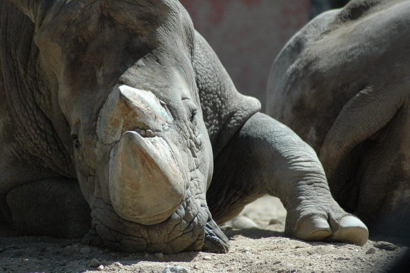 rinoceronte; DISPLAY FULL IMAGE.