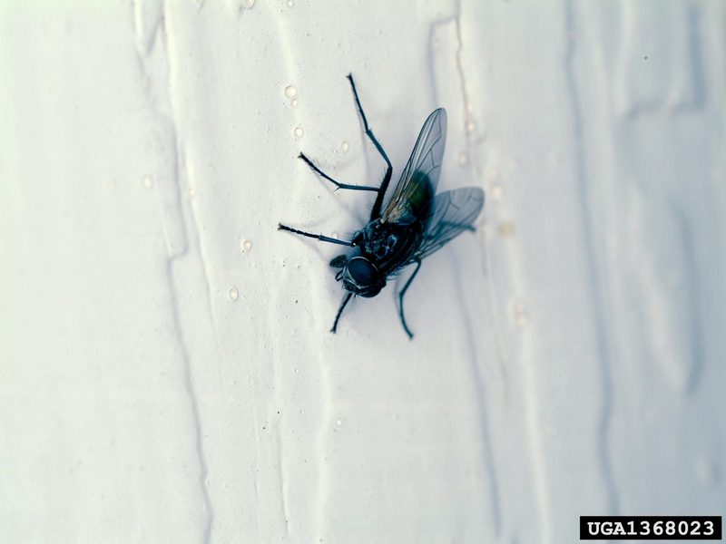 House Fly (Musca domestica) {!--집파리-->; DISPLAY FULL IMAGE.