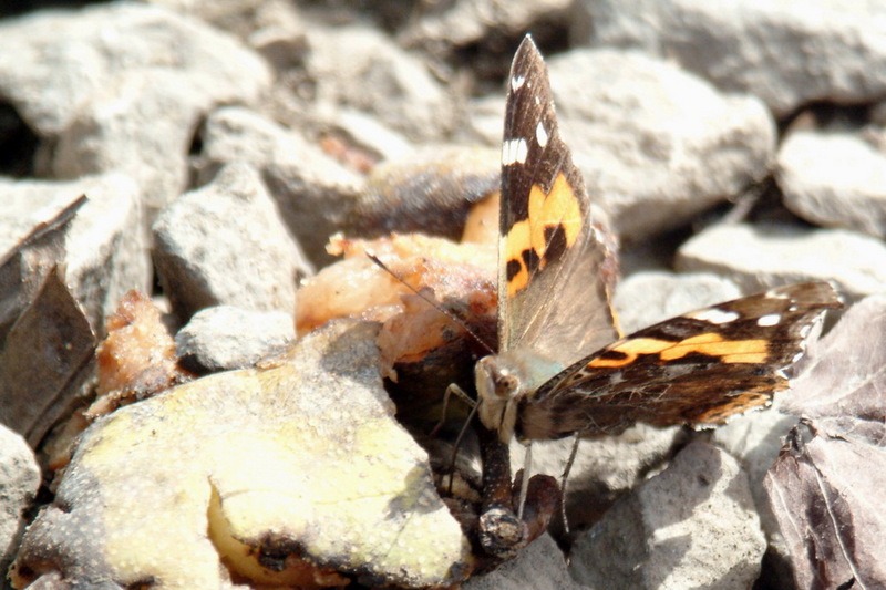 Cynthia cardui (Painted Lady Butterfly) {!--작은멋쟁이나비-->; DISPLAY FULL IMAGE.