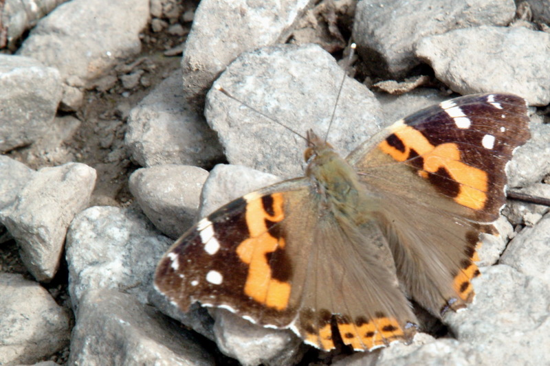 Cynthia cardui (Painted Lady Butterfly) {!--작은멋쟁이나비-->; DISPLAY FULL IMAGE.