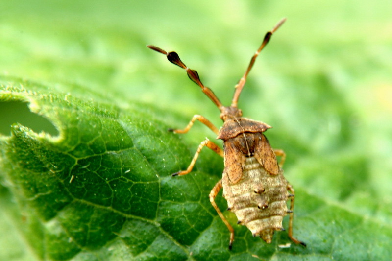Nymph of an unknown stinkbug; DISPLAY FULL IMAGE.