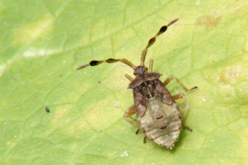 Nymph of an unknown stinkbug; DISPLAY FULL IMAGE.