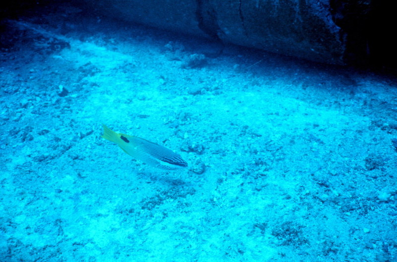 Tarry Hogfish (Bodianus bilunulatus) {!--가로줄사당놀래기-->; DISPLAY FULL IMAGE.