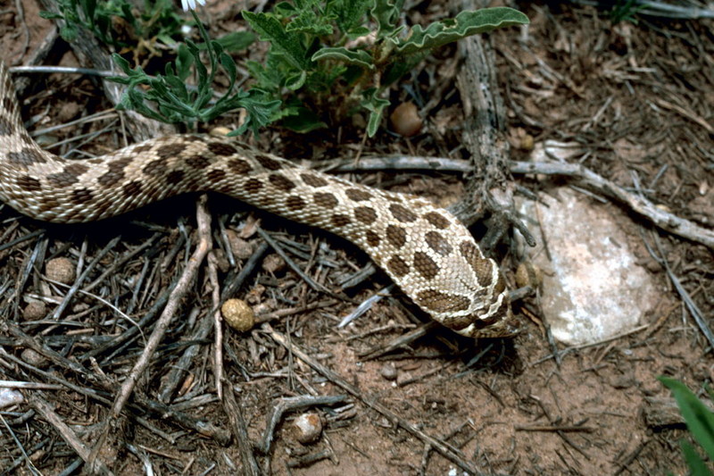 Western Hognose Snake (Heterodon nasicus) {!--서부돼지코뱀-->; DISPLAY FULL IMAGE.