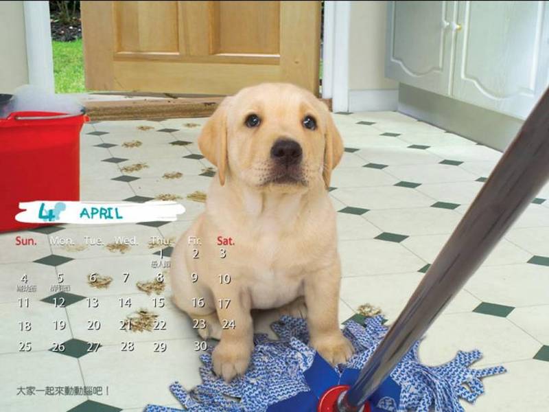 Cute puppy calander; DISPLAY FULL IMAGE.