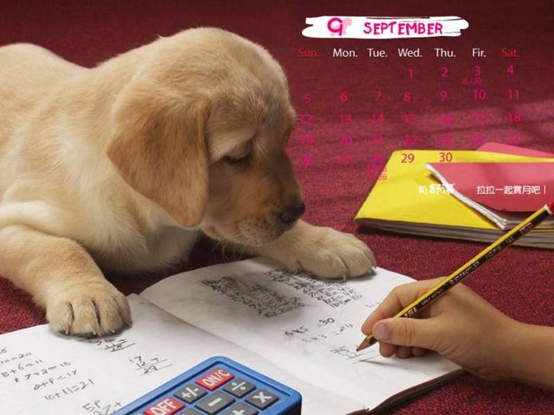 Cute puppy calander; DISPLAY FULL IMAGE.