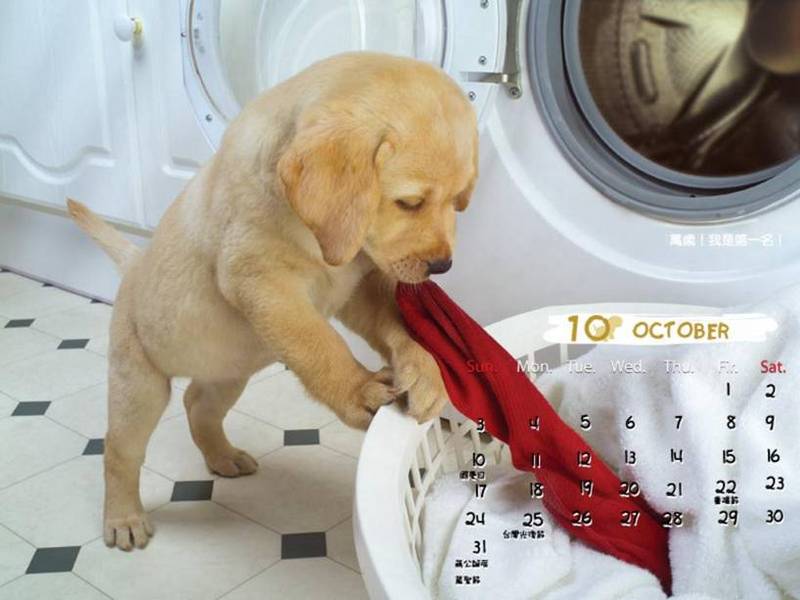 Cute puppy calander; DISPLAY FULL IMAGE.