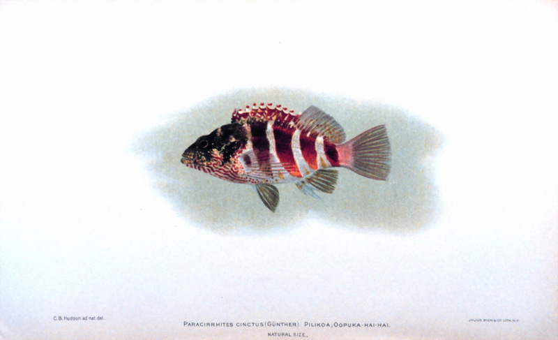 Redbarred Hawkfish (Cirrhitops fasciatus) {!--고리가시돔-->; DISPLAY FULL IMAGE.