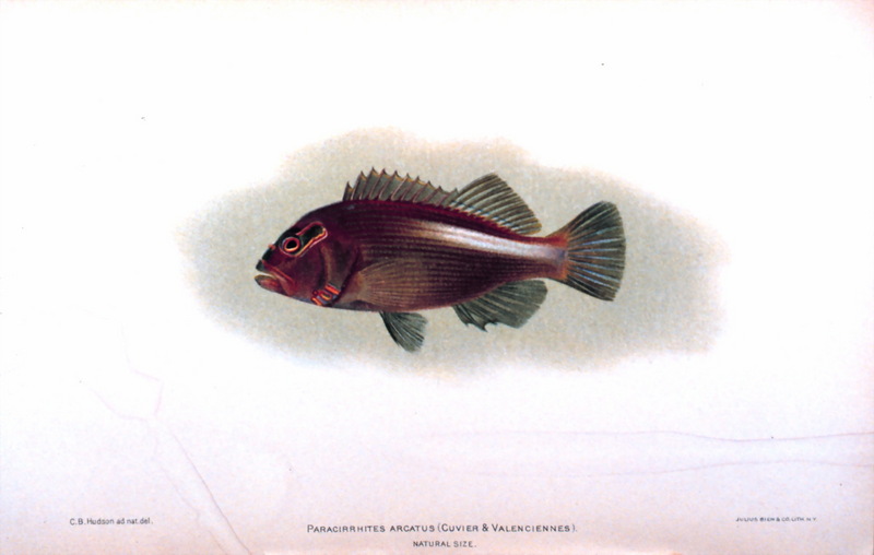 Arc-eye Hawkfish (Paracirrhites arcatus) {!--흰줄가시돔-->; DISPLAY FULL IMAGE.
