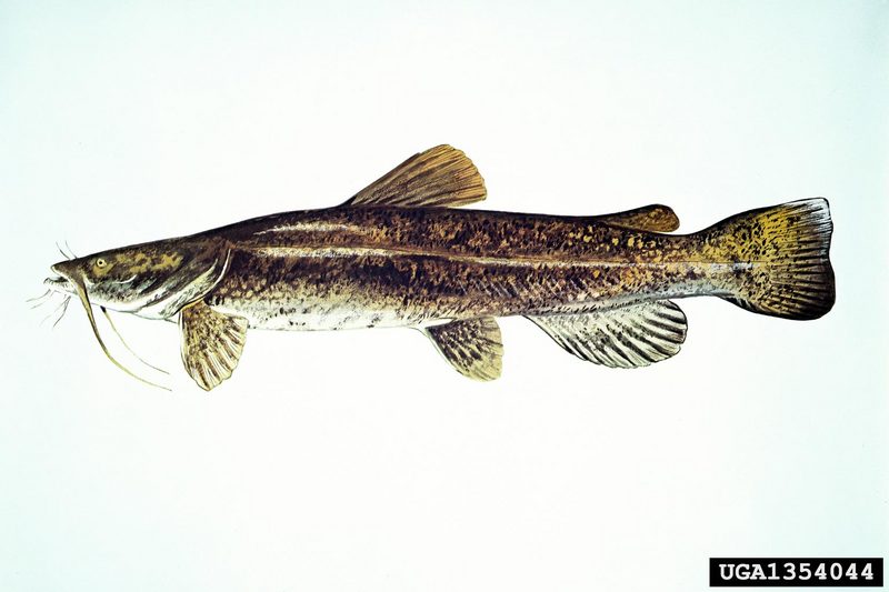 Flathead Catfish (Pylodictis olivaris) {!--넓적메기-->; DISPLAY FULL IMAGE.