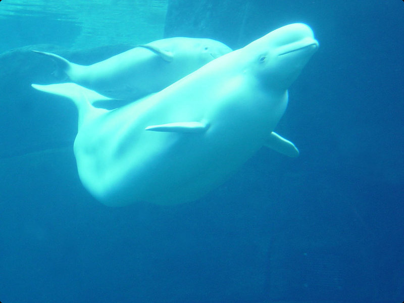Beluga whale; DISPLAY FULL IMAGE.
