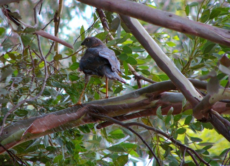 cool water 1 (Australian collared sparrowhawk); DISPLAY FULL IMAGE.