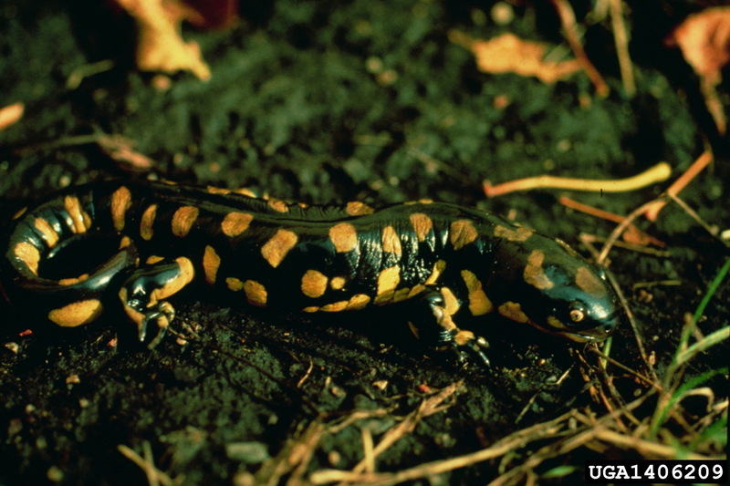 Tiger Salamander (Ambystoma tigrinum) {!--범도롱뇽-->; DISPLAY FULL IMAGE.