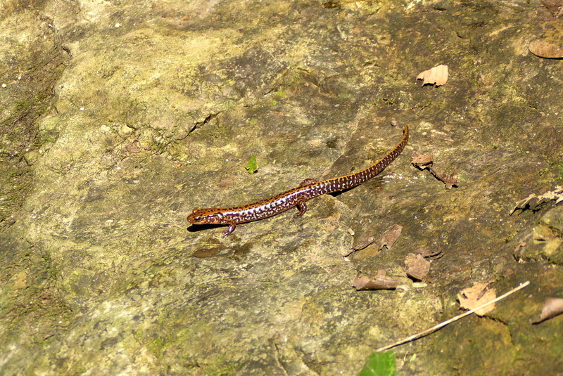 Longtail salamander (Eurycea longicauda) {!--긴꼬리도롱뇽-->; DISPLAY FULL IMAGE.