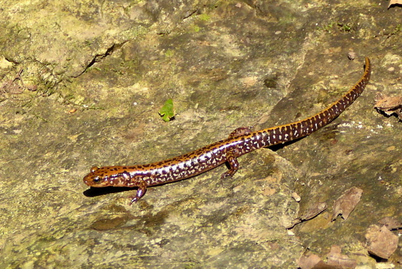 [Crop] Longtail salamander (Eurycea longicauda) {!--긴꼬리도롱뇽-->; DISPLAY FULL IMAGE.