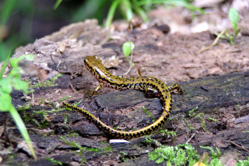Longtail salamander (Eurycea longicauda) {!--긴꼬리도롱뇽-->; DISPLAY FULL IMAGE.