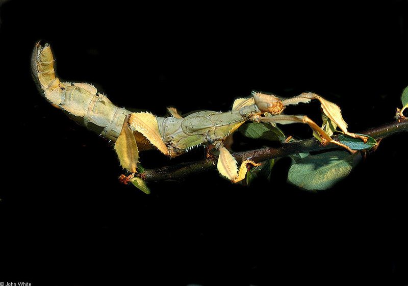 Australian Stick Insect (Extatosoma tiaratum); DISPLAY FULL IMAGE.