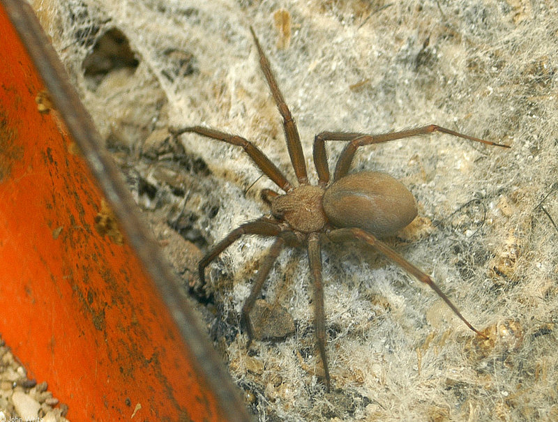 Brown Recluse Spider (Loxosceles reclusa); DISPLAY FULL IMAGE.