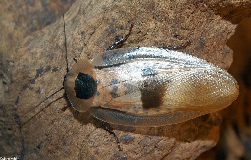 Giant Cockroach (Blaberus giganteus); DISPLAY FULL IMAGE.