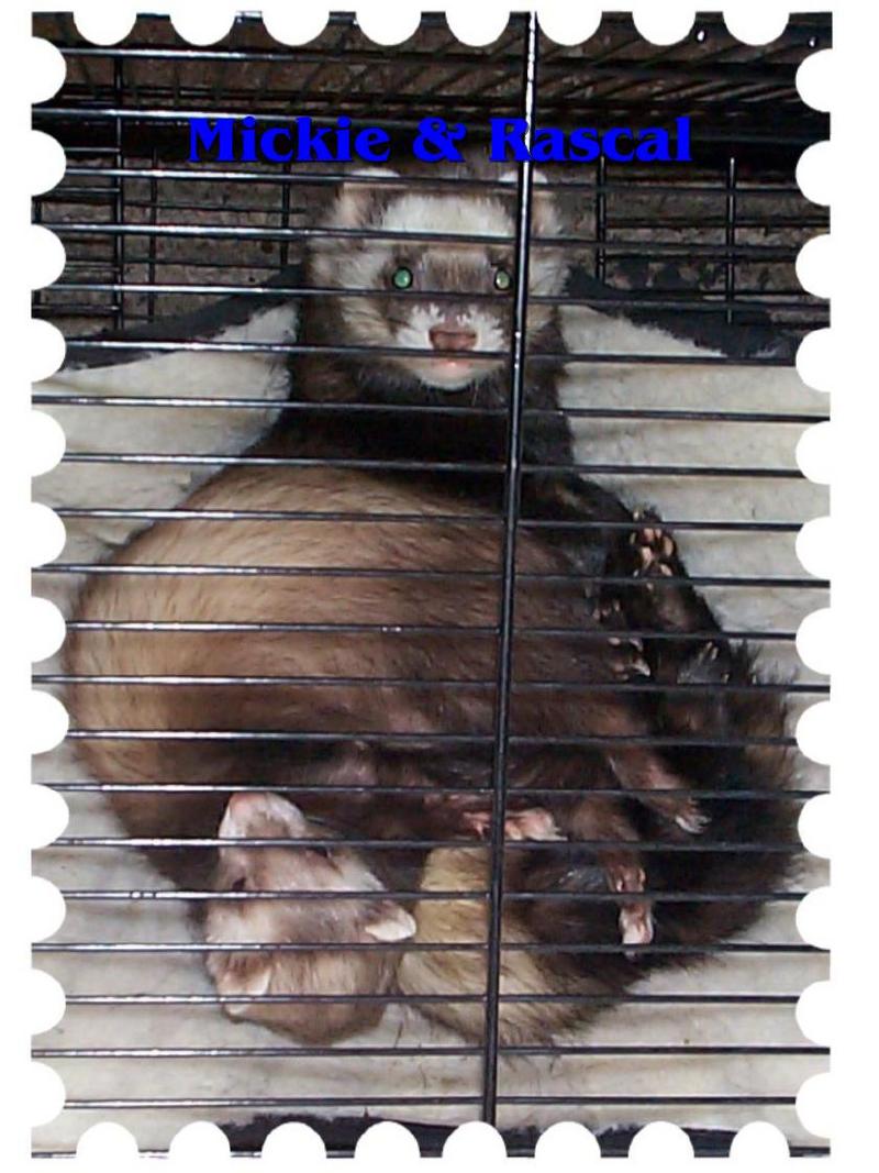 Mickie and Rascal.. Ferrets; DISPLAY FULL IMAGE.