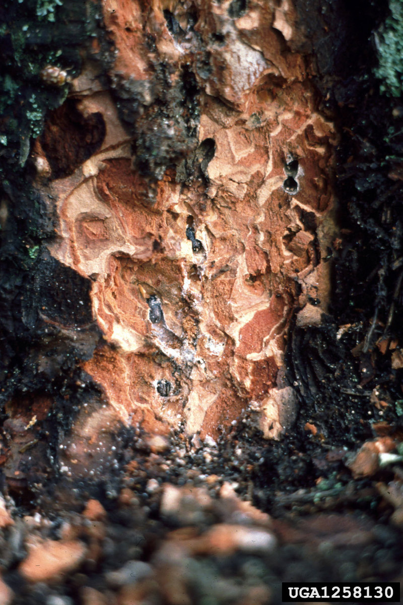 Common Pine Shoot Beetle (Tomicus piniperda) {!--소나무좀-->; DISPLAY FULL IMAGE.