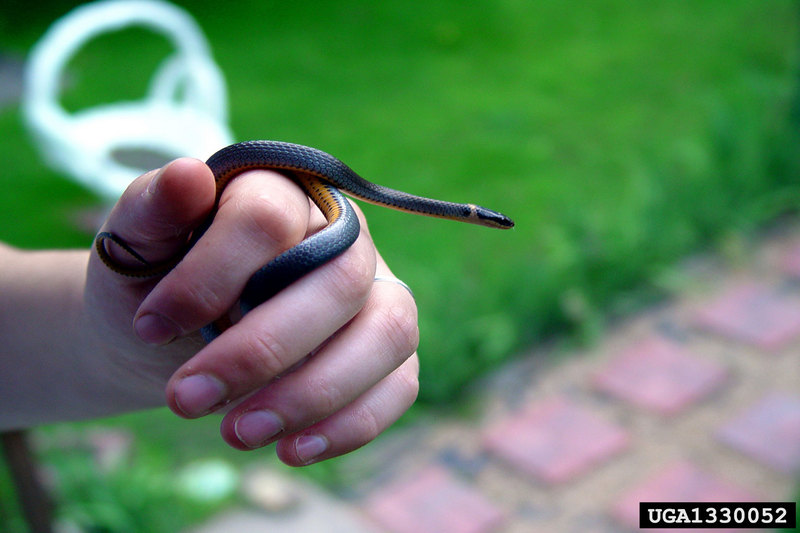 Northern Ringneck Snake (Diadophis punctatus edwardsii) {!--목고리뱀 아종(북아메리카)-->; DISPLAY FULL IMAGE.