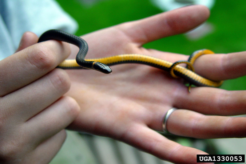 Northern Ringneck Snake (Diadophis punctatus edwardsii) {!--목고리뱀 아종(북아메리카)-->; DISPLAY FULL IMAGE.