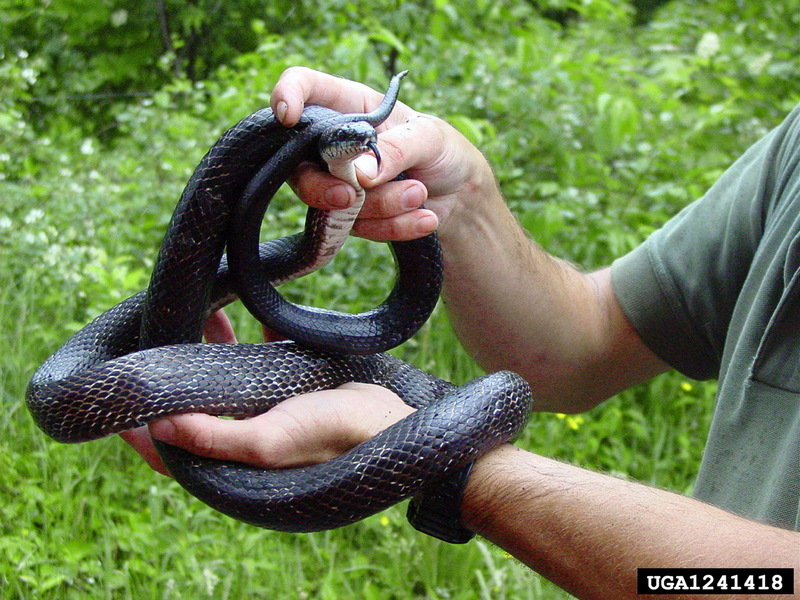 Black Rat Snake (Elaphe obsoleta obsoleta) {!--북아메리카검정구렁이-->; DISPLAY FULL IMAGE.