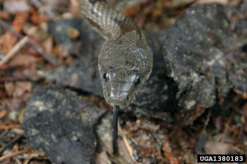 Gray Rat Snake (Elaphe obsoleta spiloides) {!--북아메리카회색구렁이-->; DISPLAY FULL IMAGE.