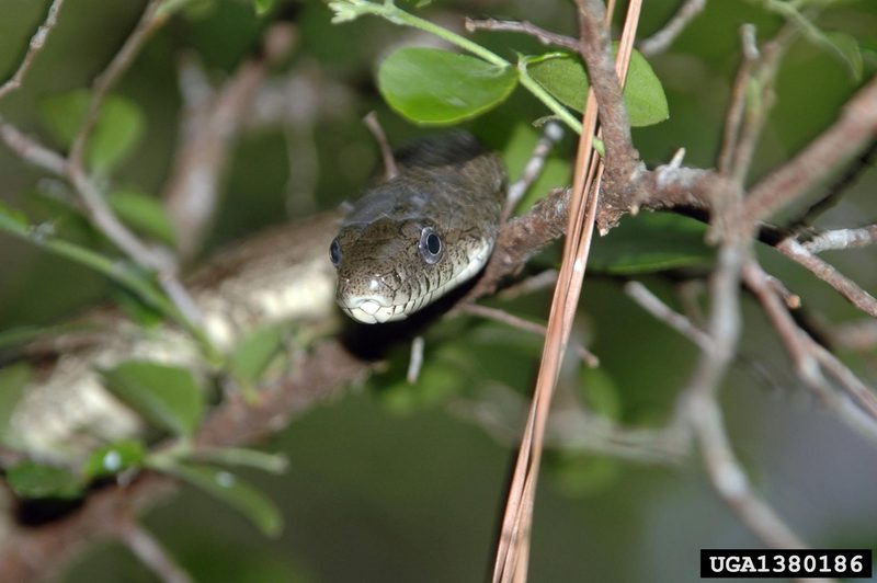 Gray Rat Snake (Elaphe obsoleta spiloides) {!--북아메리카회색구렁이-->; DISPLAY FULL IMAGE.