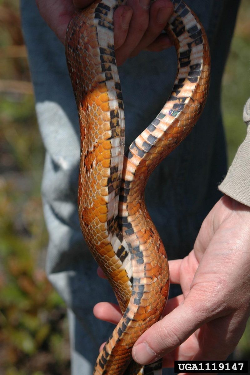 Corn snake (Elaphe guttata guttata) {!--옥수수뱀-->; DISPLAY FULL IMAGE.
