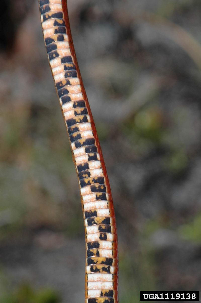Corn snake (Elaphe guttata guttata) {!--옥수수뱀-->; DISPLAY FULL IMAGE.