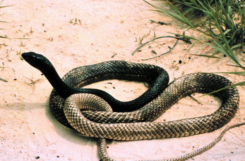 Coachwhip snake (Masticophis flagellum) {!--채찍뱀-->; DISPLAY FULL IMAGE.