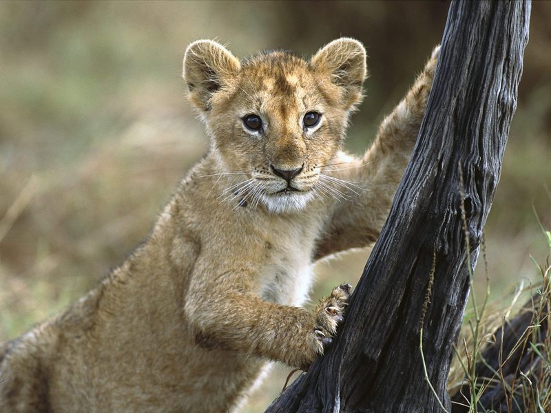 [Daily Photos] 3 Month Old Lion Cub, Masai Mara National Reserve, Kenya; DISPLAY FULL IMAGE.