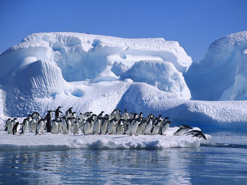 [Daily Photos] Adelie Penguins in Hope Bay, Antarctica; DISPLAY FULL IMAGE.