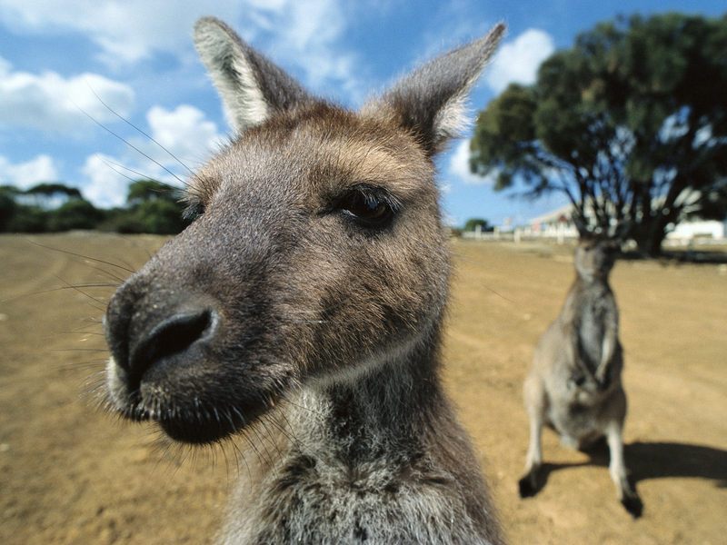 [Daily Photos] Curious Kangaroos; DISPLAY FULL IMAGE.