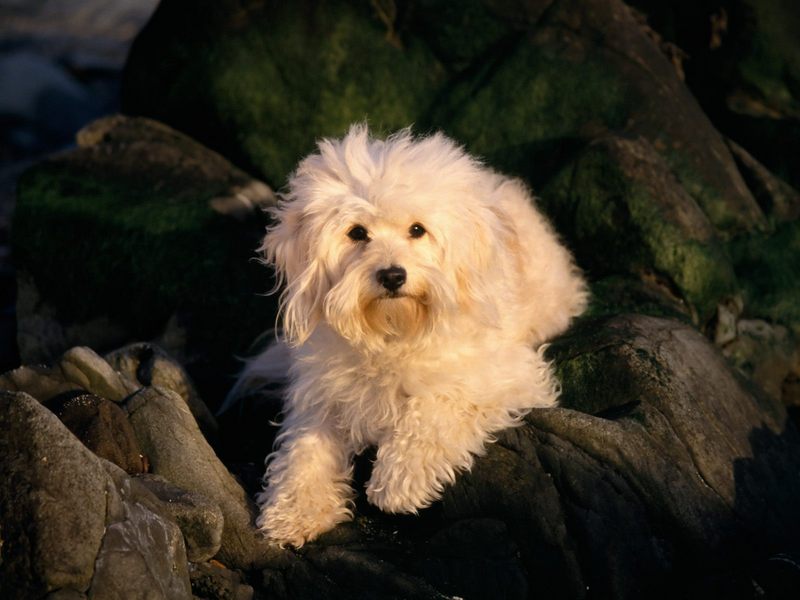 [Daily Photos] Dog Days on the Rocks; DISPLAY FULL IMAGE.