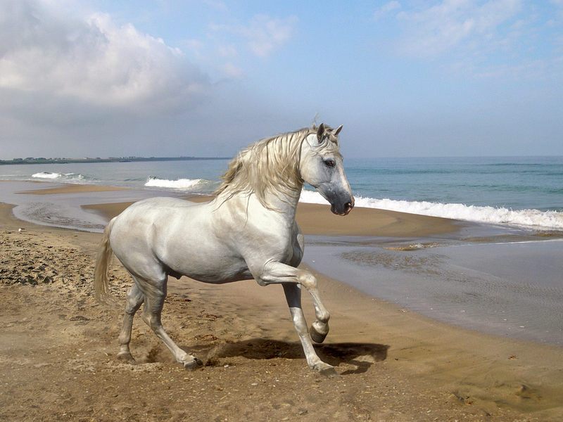 [Daily Photos] Grey Andalusian by the Sea; DISPLAY FULL IMAGE.