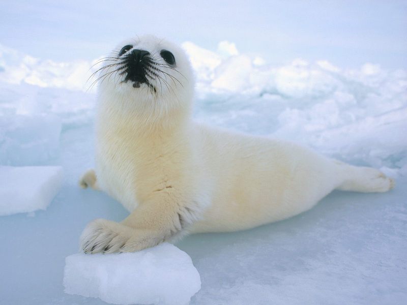 [Daily Photos] Harp Seal, Gulf of St. Lawrence, Canada; DISPLAY FULL IMAGE.