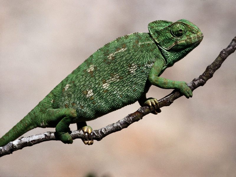 [Daily Photos] Mediterranean Chameleon, Algarve, Portugal; DISPLAY FULL IMAGE.