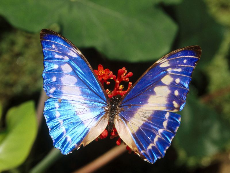 [Daily Photos] Morpho Brilliant; DISPLAY FULL IMAGE.