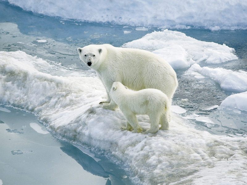 [Daily Photos] Polar Ice - Polar Bear with cub; DISPLAY FULL IMAGE.