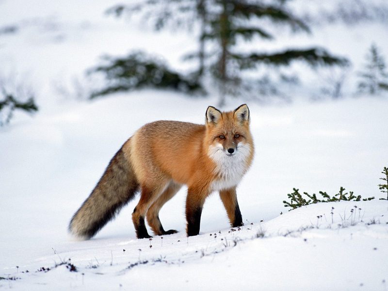 [Daily Photos] Red Fox in Winter; DISPLAY FULL IMAGE.