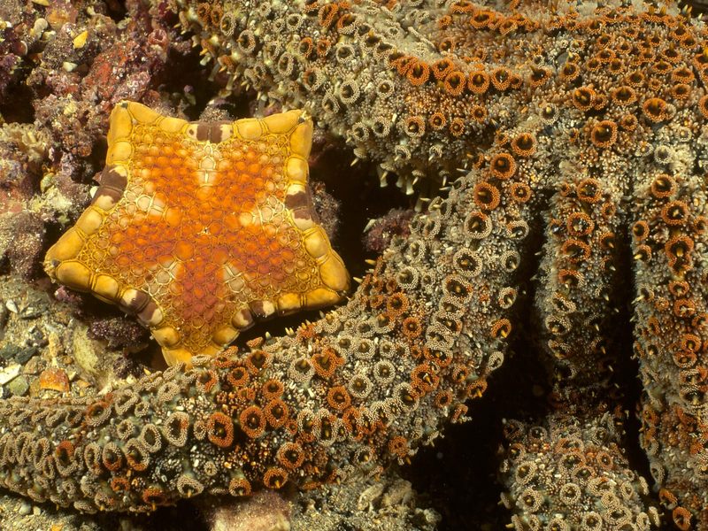 [Daily Photos] Southern Biscuit Star Edithburgh Jetty South Australia; DISPLAY FULL IMAGE.