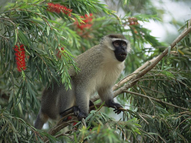 [Daily Photos] Vervet Monkey, East Africa; DISPLAY FULL IMAGE.