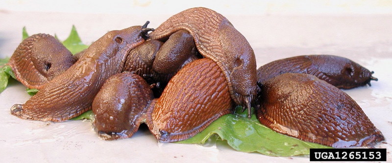 Spanish Slug (Arion lusitanicus) {!--스페인민달팽이-->; DISPLAY FULL IMAGE.