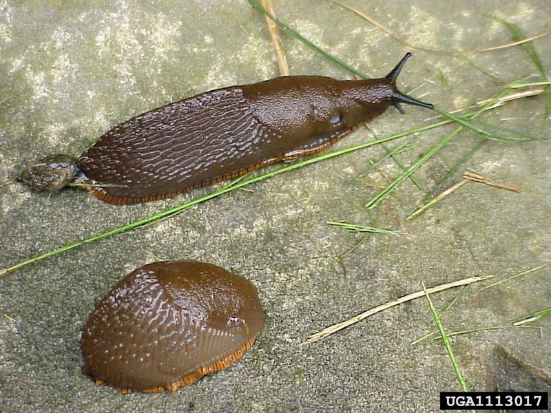 Large Red Slug (Arion rufus) {!--초콜렛민달팽이-->; DISPLAY FULL IMAGE.