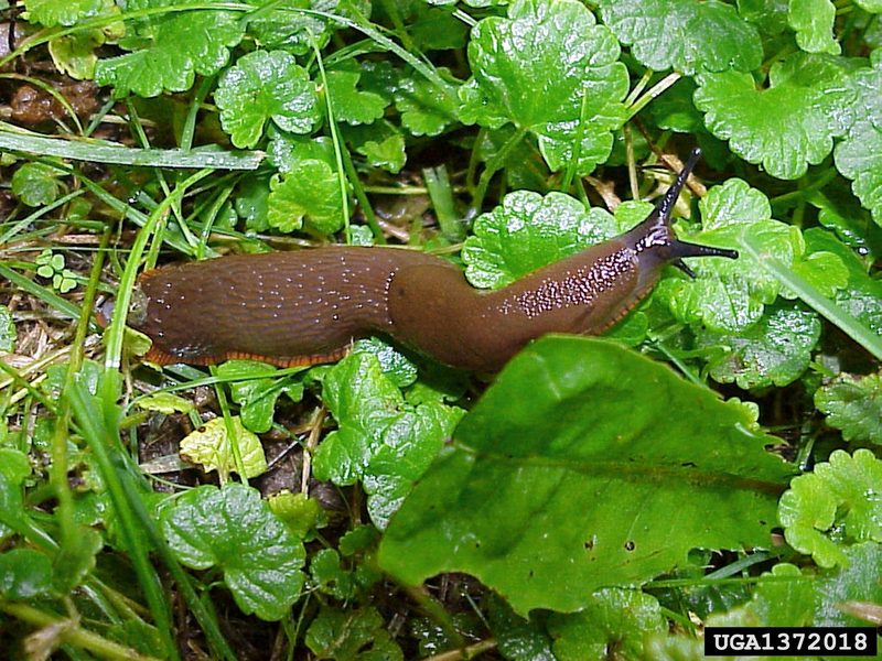 Large Red Slug (Arion rufus) {!--초콜렛민달팽이-->; DISPLAY FULL IMAGE.