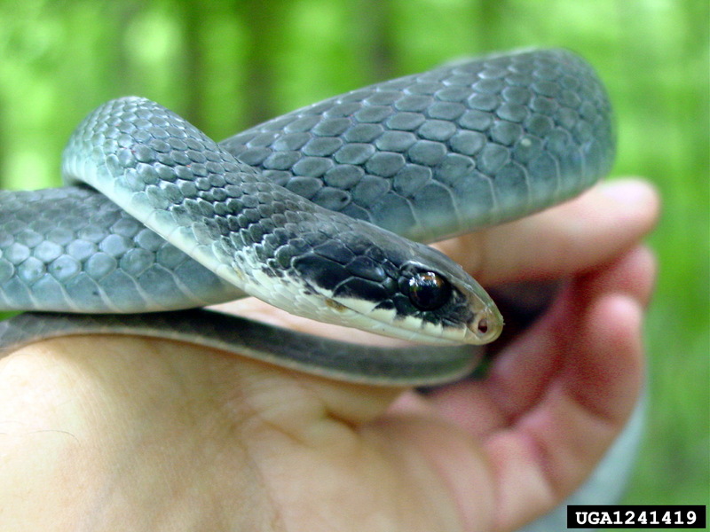 Buttermilk Racer (Coluber constrictor anthicus) {!--검은채찍뱀 아종-->; DISPLAY FULL IMAGE.